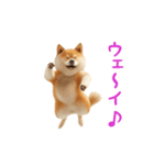 踊る！柴犬（個別スタンプ：12）