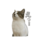 野良猫のキョロちゃん♡（個別スタンプ：2）