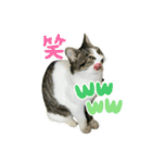 野良猫のキョロちゃん♡（個別スタンプ：3）
