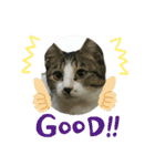 野良猫のキョロちゃん♡（個別スタンプ：4）