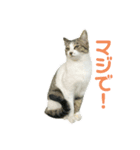 野良猫のキョロちゃん♡（個別スタンプ：5）