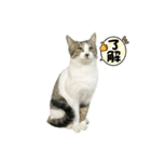 野良猫のキョロちゃん♡（個別スタンプ：7）