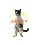 野良猫のキョロちゃん♡（個別スタンプ：10）