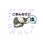 野良猫のキョロちゃん♡（個別スタンプ：11）