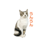 野良猫のキョロちゃん♡（個別スタンプ：12）