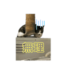野良猫のキョロちゃん♡（個別スタンプ：13）