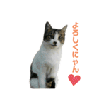 野良猫のキョロちゃん♡（個別スタンプ：14）