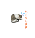 野良猫のキョロちゃん♡（個別スタンプ：16）