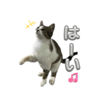 野良猫のキョロちゃん♡（個別スタンプ：17）