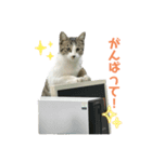 野良猫のキョロちゃん♡（個別スタンプ：18）