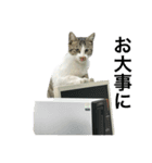 野良猫のキョロちゃん♡（個別スタンプ：20）