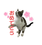 野良猫のキョロちゃん♡（個別スタンプ：21）