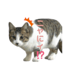 野良猫のキョロちゃん♡（個別スタンプ：22）