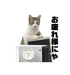 野良猫のキョロちゃん♡（個別スタンプ：23）