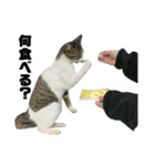 野良猫のキョロちゃん♡（個別スタンプ：24）