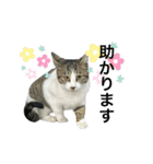 野良猫のキョロちゃん♡（個別スタンプ：25）