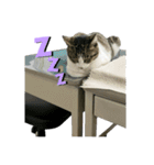 野良猫のキョロちゃん♡（個別スタンプ：26）