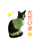 野良猫のキョロちゃん♡（個別スタンプ：28）