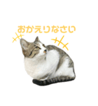 野良猫のキョロちゃん♡（個別スタンプ：29）