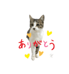 野良猫のキョロちゃん♡（個別スタンプ：31）