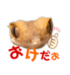 我が家の小さな恐竜たち（個別スタンプ：8）