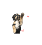 うちの特攻隊犬くう(ダックスフンド)（個別スタンプ：1）