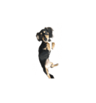 うちの特攻隊犬くう(ダックスフンド)（個別スタンプ：3）