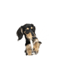うちの特攻隊犬くう(ダックスフンド)（個別スタンプ：4）