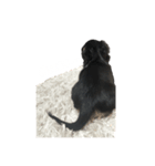 うちの特攻隊犬くう(ダックスフンド)（個別スタンプ：5）