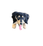 うちの特攻隊犬くう(ダックスフンド)（個別スタンプ：6）