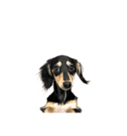 うちの特攻隊犬くう(ダックスフンド)（個別スタンプ：7）
