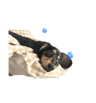 うちの特攻隊犬くう(ダックスフンド)（個別スタンプ：8）