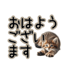 毎日使える日常会話☆敬語☆猫.ネコ.子猫（個別スタンプ：1）