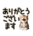 毎日使える日常会話☆敬語☆猫.ネコ.子猫（個別スタンプ：4）