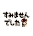 毎日使える日常会話☆敬語☆猫.ネコ.子猫（個別スタンプ：5）