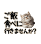 毎日使える日常会話☆敬語☆猫.ネコ.子猫（個別スタンプ：10）