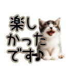 毎日使える日常会話☆敬語☆猫.ネコ.子猫（個別スタンプ：12）