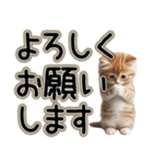 毎日使える日常会話☆敬語☆猫.ネコ.子猫（個別スタンプ：15）