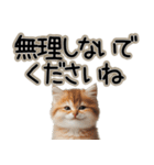 毎日使える日常会話☆敬語☆猫.ネコ.子猫（個別スタンプ：17）