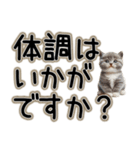 毎日使える日常会話☆敬語☆猫.ネコ.子猫（個別スタンプ：19）