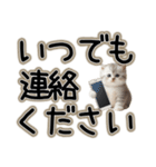 毎日使える日常会話☆敬語☆猫.ネコ.子猫（個別スタンプ：26）