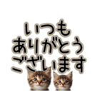 毎日使える日常会話☆敬語☆猫.ネコ.子猫（個別スタンプ：28）