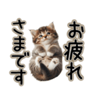 毎日使える日常会話☆敬語☆猫.ネコ.子猫（個別スタンプ：30）