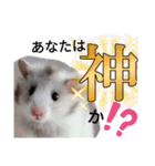 うちのマメハムちゃん（個別スタンプ：1）