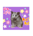 うちのマメハムちゃん（個別スタンプ：3）