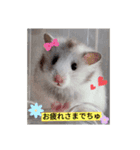 うちのマメハムちゃん（個別スタンプ：7）