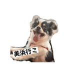 牛柄チワワのミュウ（個別スタンプ：1）