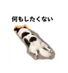 牛柄チワワのミュウ（個別スタンプ：2）