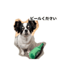 牛柄チワワのミュウ（個別スタンプ：4）