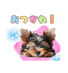 ヨークシャーテリアの子犬スタンプ（個別スタンプ：11）